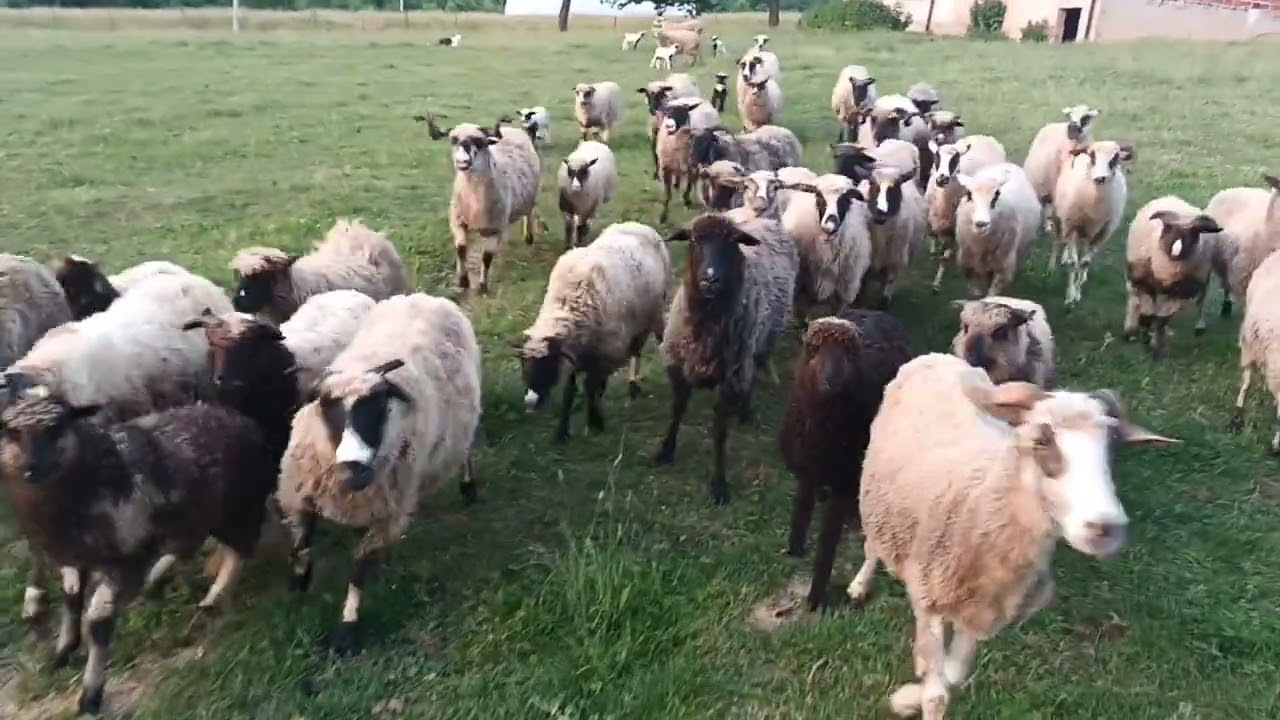 border koli trening sa ovcama
