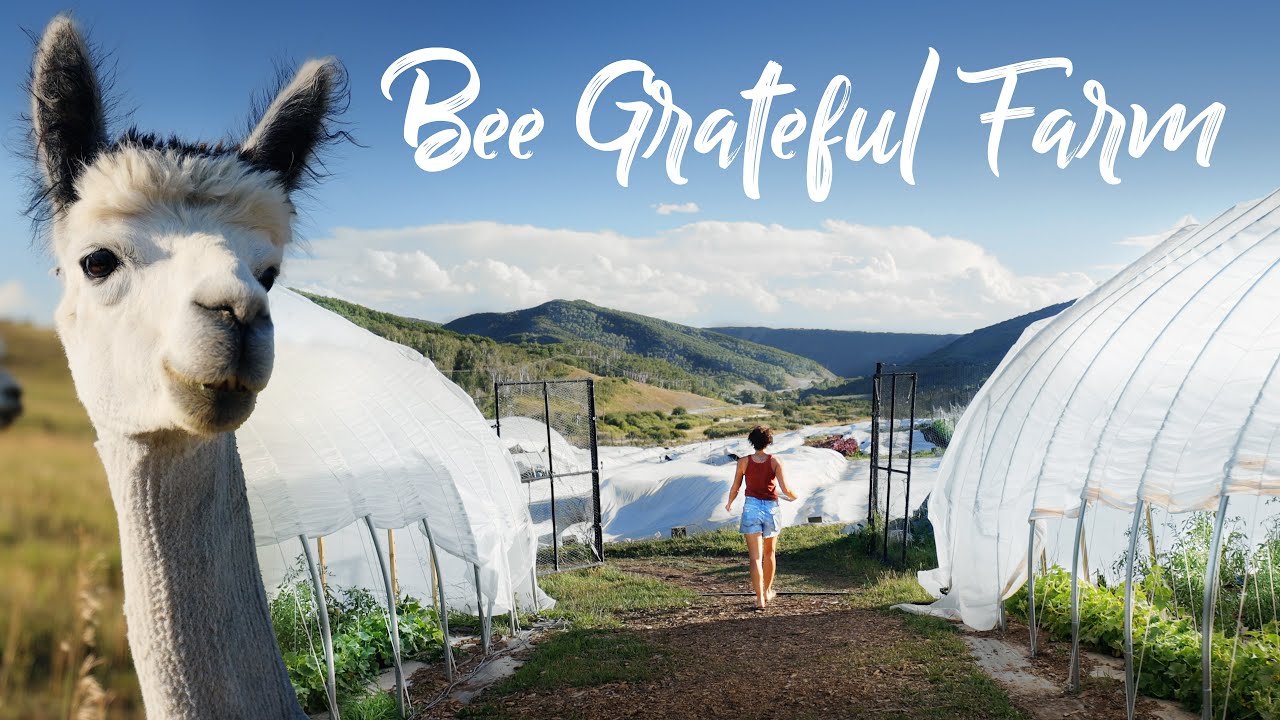 Organic Farm at 7,000ft + Alpacas, Caramel Candy, and a Onewheel!
