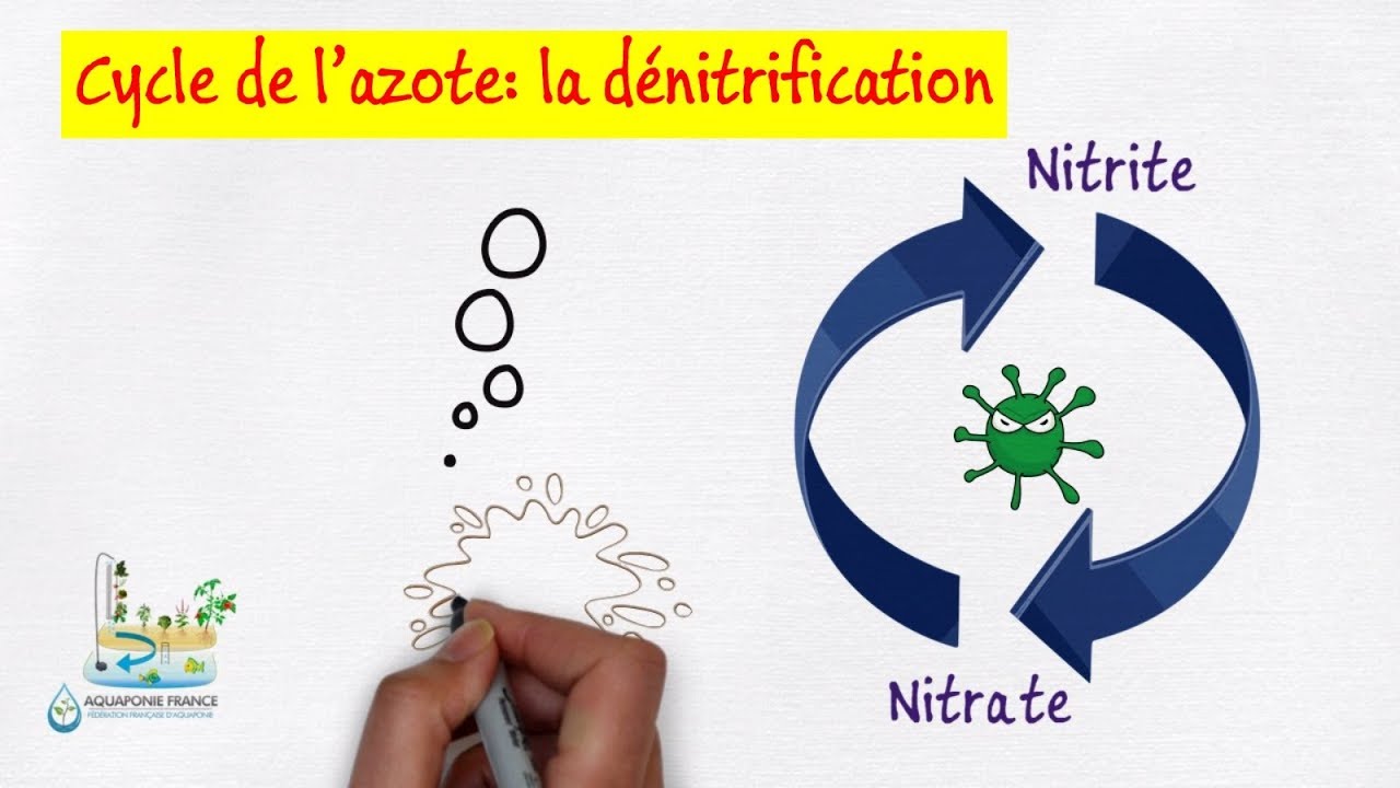 👹 La dénitrification en aquariophilie et aquaponie