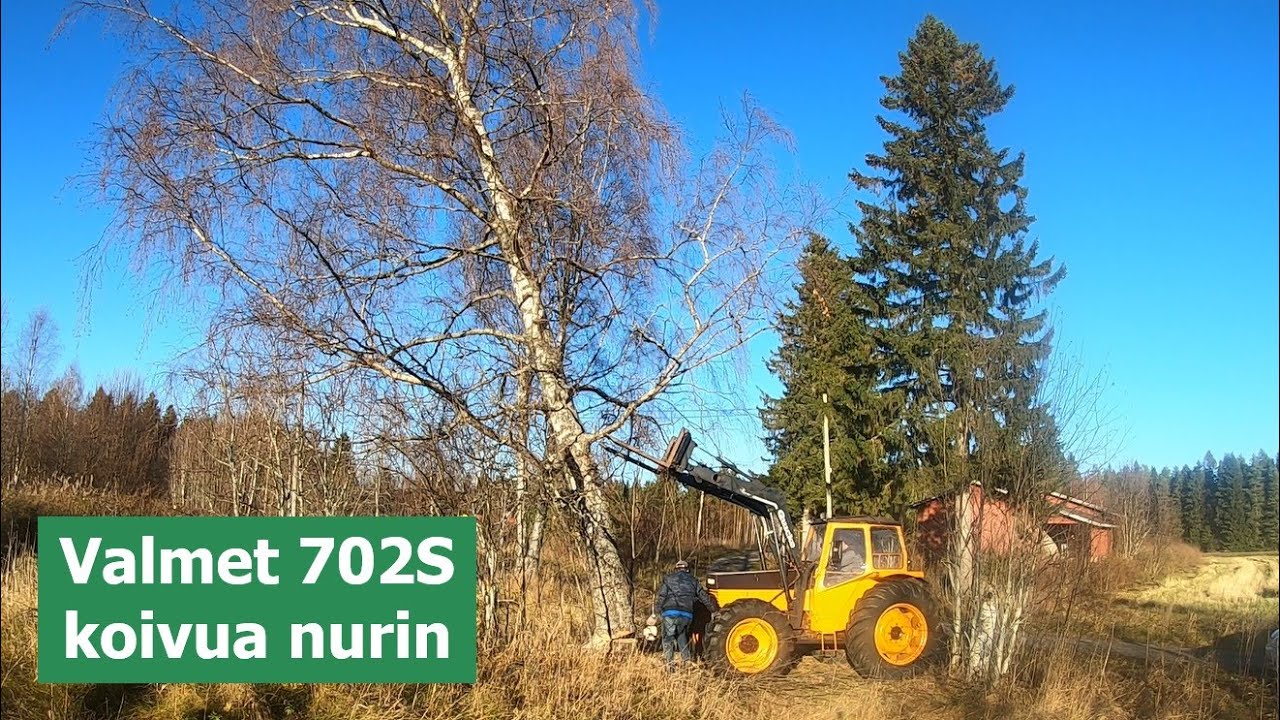 Valmet 702S koivua nurin