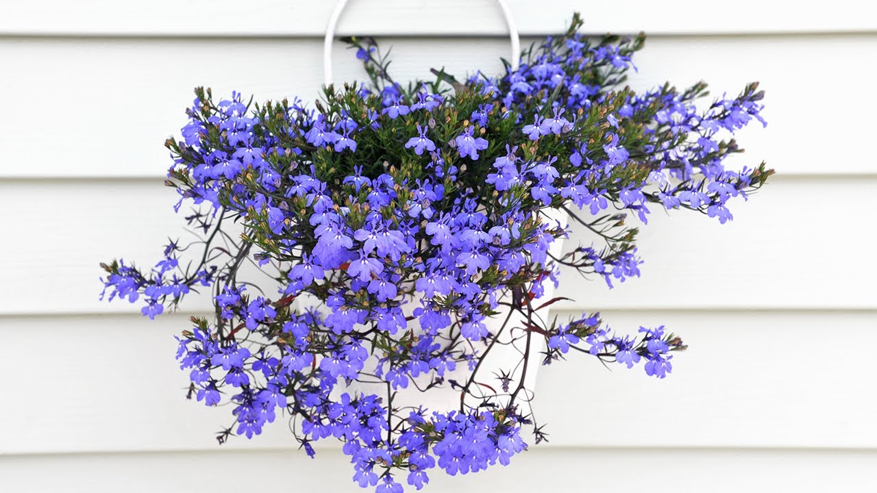Plantas colgantes y abonos espec&iacute;ficos - Decogarden - @Jardinatis