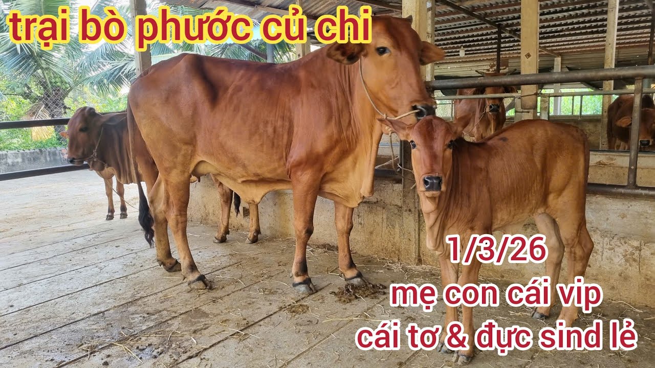 1/3/26: cái tơ: 14 & 26, đực lẻ: 12, mẹ con cái sind: 43,5, mẹ kem: 39...lh 0366407679