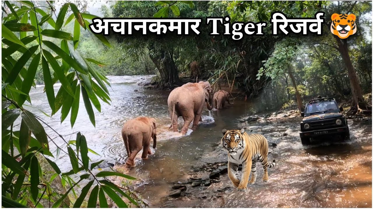 ATR - Mungeli 🌴 अचानकमार Tiger रिजर्व 🐯 | Achanakmar Tiger Reserve | Jungle Safari |
