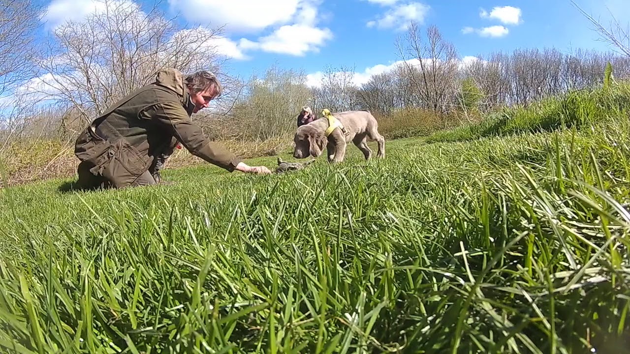 DogSupport puppy (jacht) training