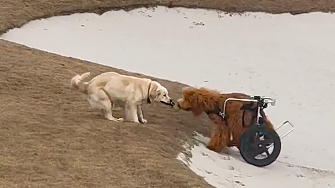 Best friend of a paralyzed dog suddenly returns &mdash; then something amazing happened