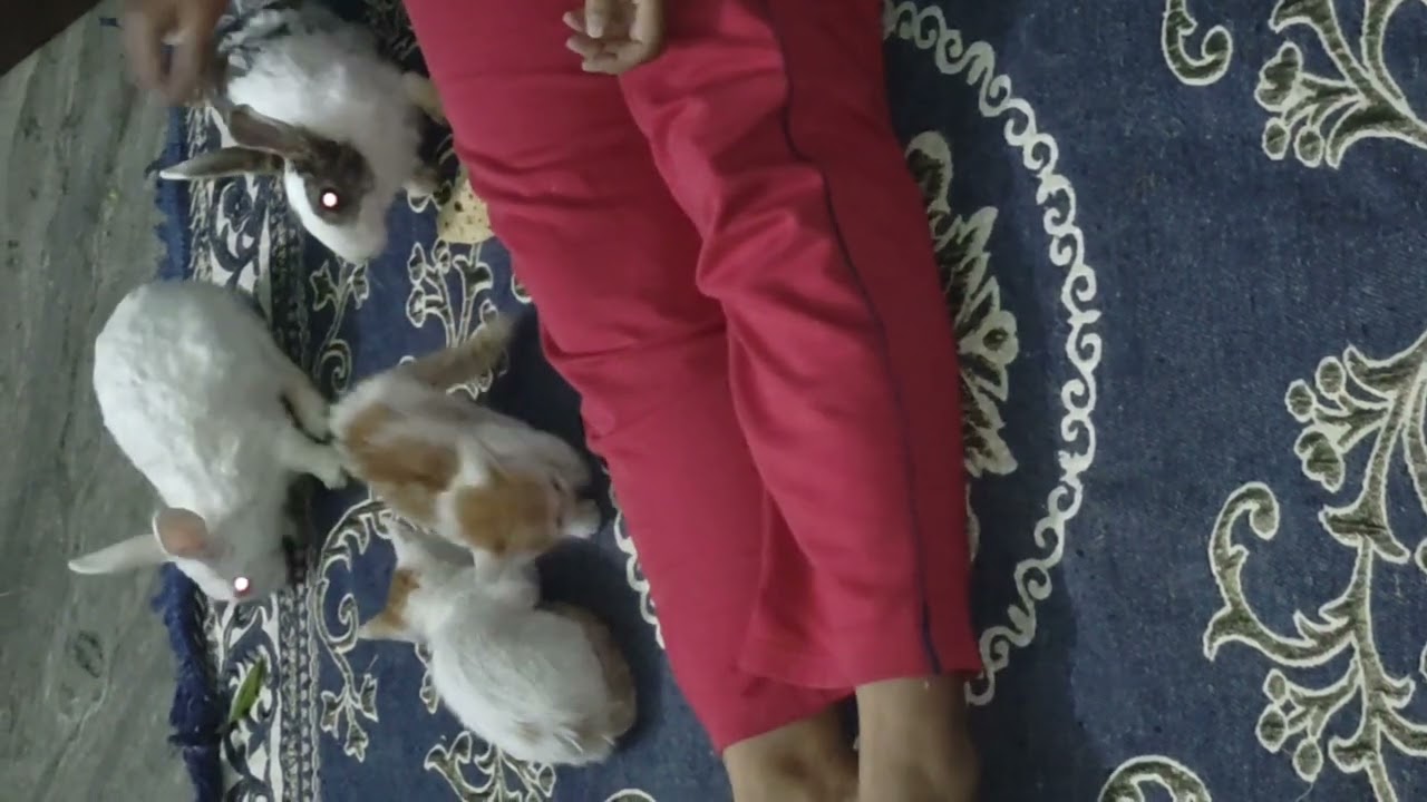 Rabbit 🐰one alternative animal to have as an pets/#bunny #shorts