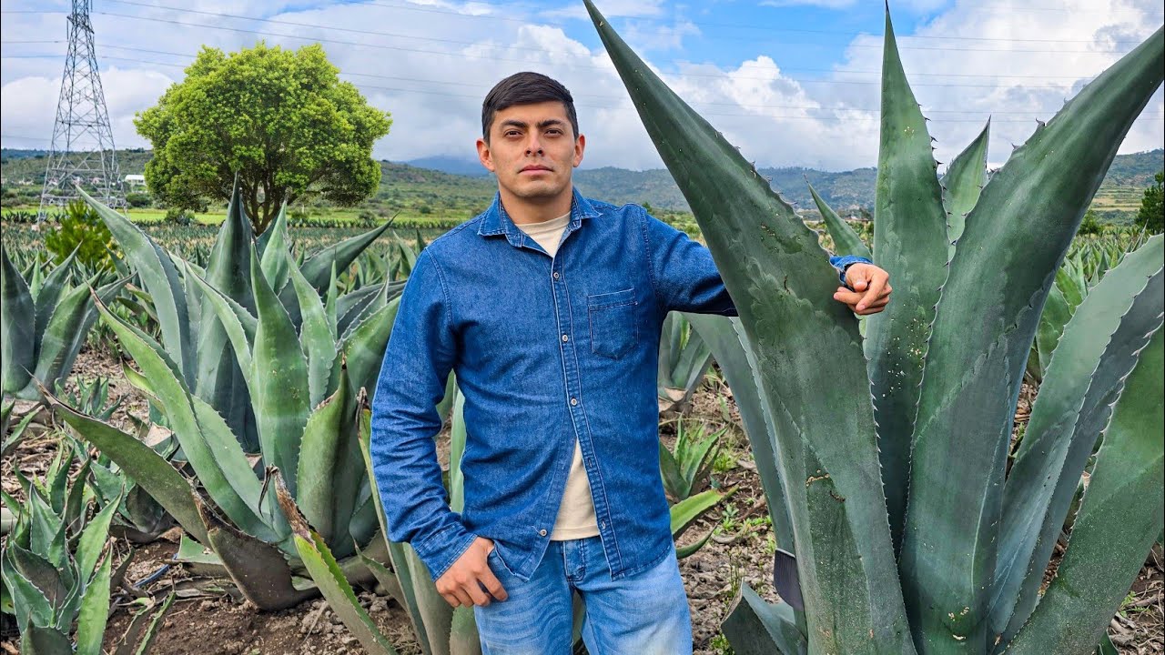 Plantar Maguey deja buen DINERO, pero la Gente NO SABE como se gana 