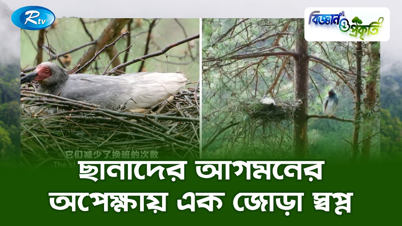 ছানাদের আগমনের অপেক্ষায় এক জোড়া স্বপ্ন | Biggan O Prokriti | Rtv