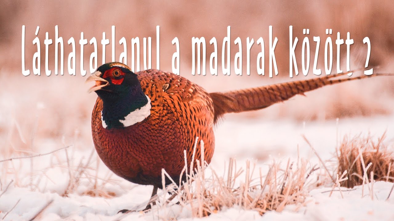 Így csinálj fűtést a puszta közepén! - Természetfotó werk [Terepen]