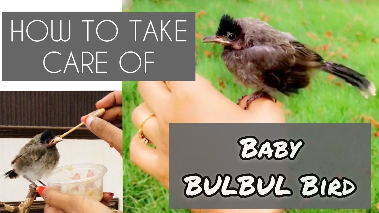 How to take care of Baby BULBUL BIRD/ How to feed Baby Bird/Bulbul bird care