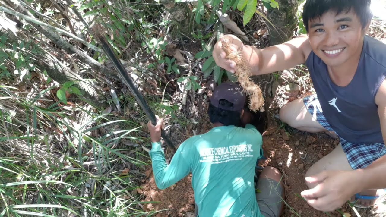 KAMANGEG / MOUNTAIN POTATO / WILD YAM