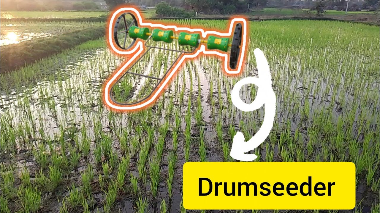 Paddy Drum seeder  