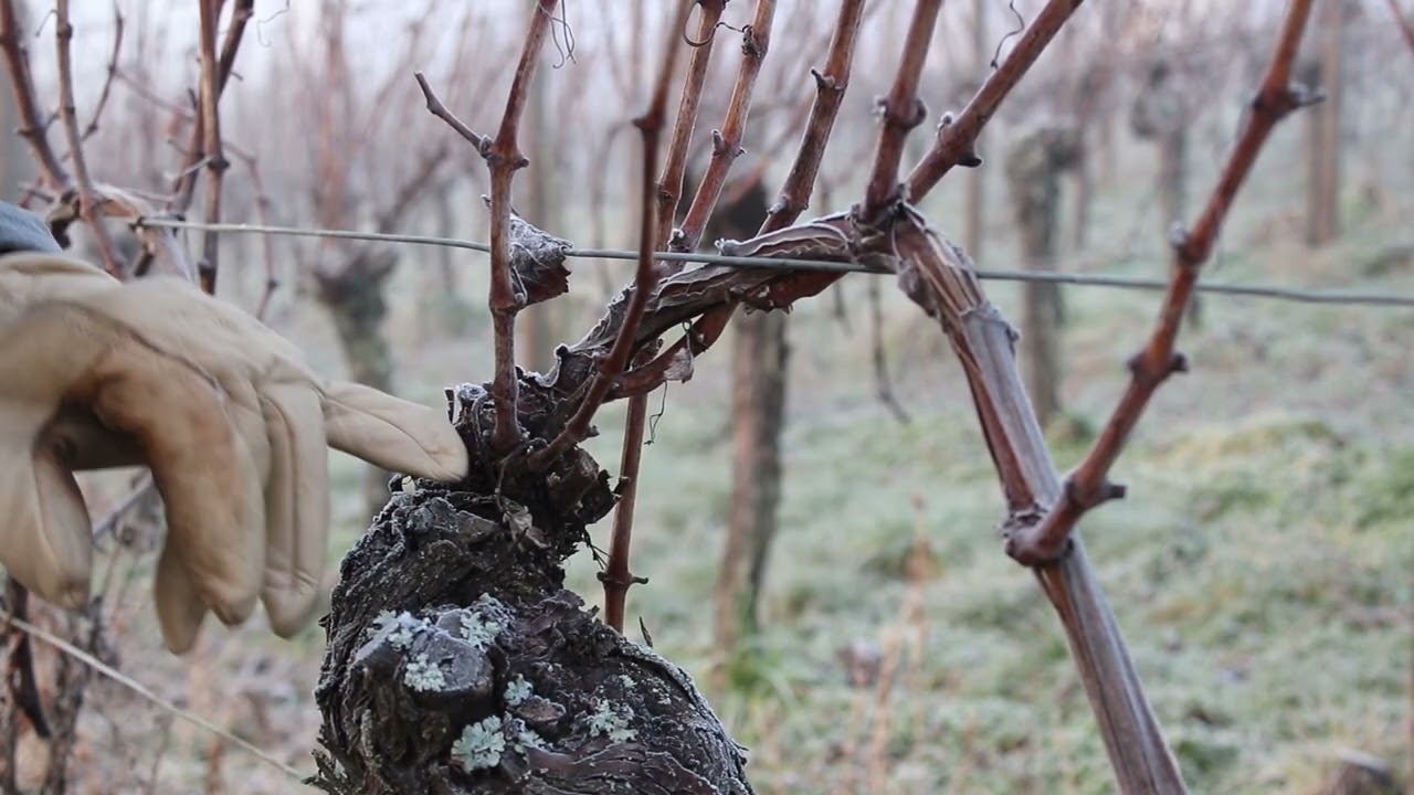 Taille de la vigne au Domaine Mader