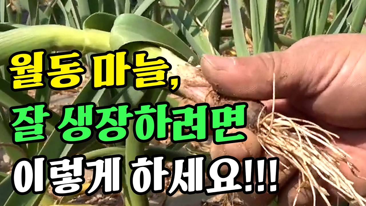 월동 마늘, 잘 생장하려면 이렇게 하세요!!!  |  홍산 마늘 재배 농법