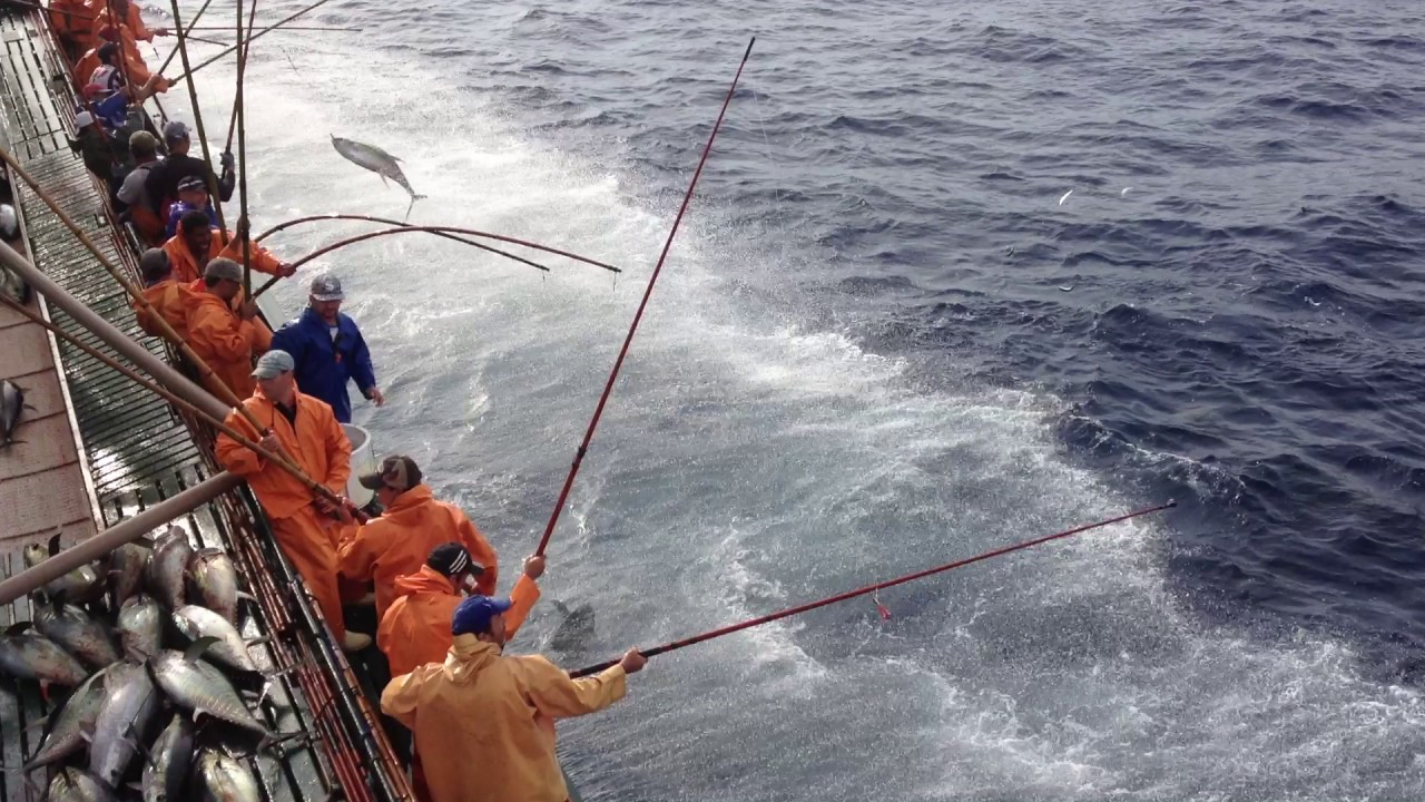 GAVIÃO PESCADOR I - É assim que se pesca ATUM