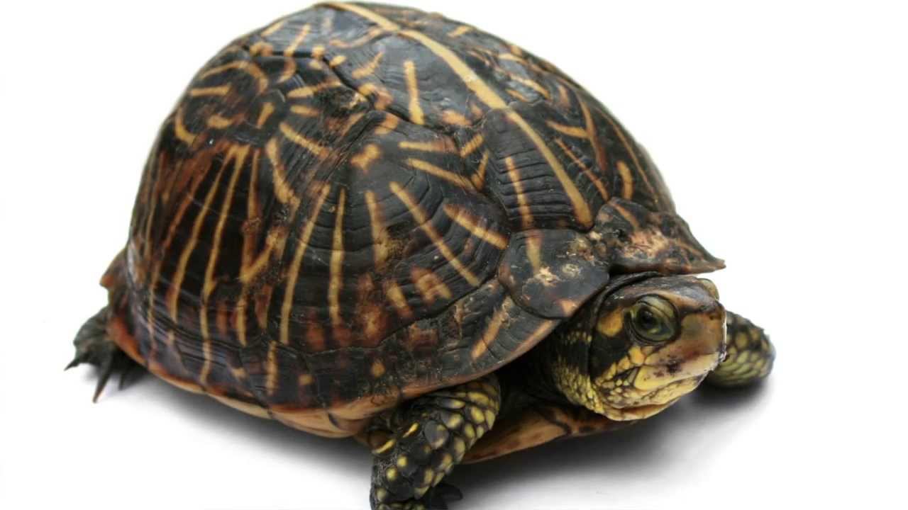 tartarughe terrestri
