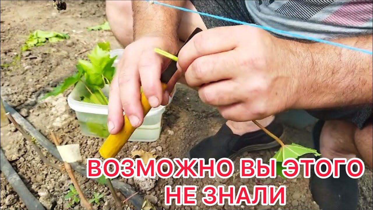 ПРИВИВКА. БЫСТРОЕ РАЗМНОЖЕНИЕ ВИНОГРАДА