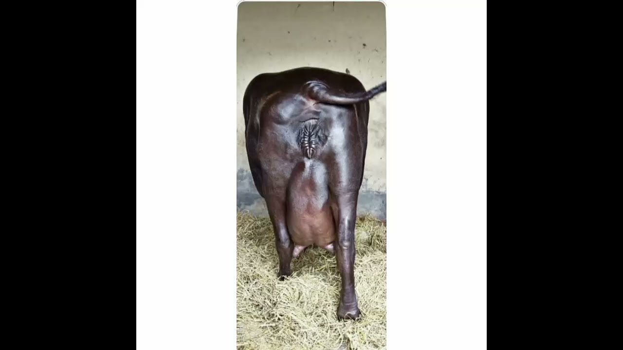 Most famous murrah buffalo Mastani 🏆winner of milking competition.