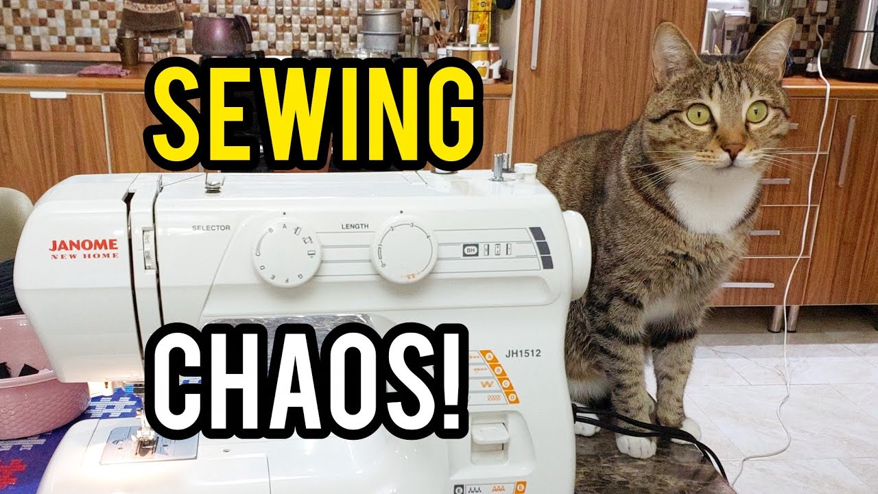 Curious Tabby Cat 