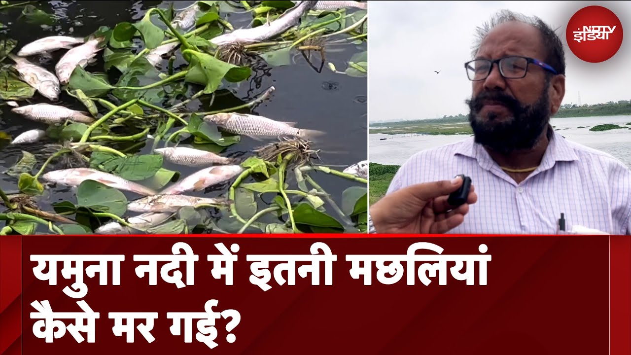 Delhi के Burari में Yamuna नदी में बड़ी संख्या में मरी हुई मछलियां दिखी, देखिये क्या है मामला? | NDTV