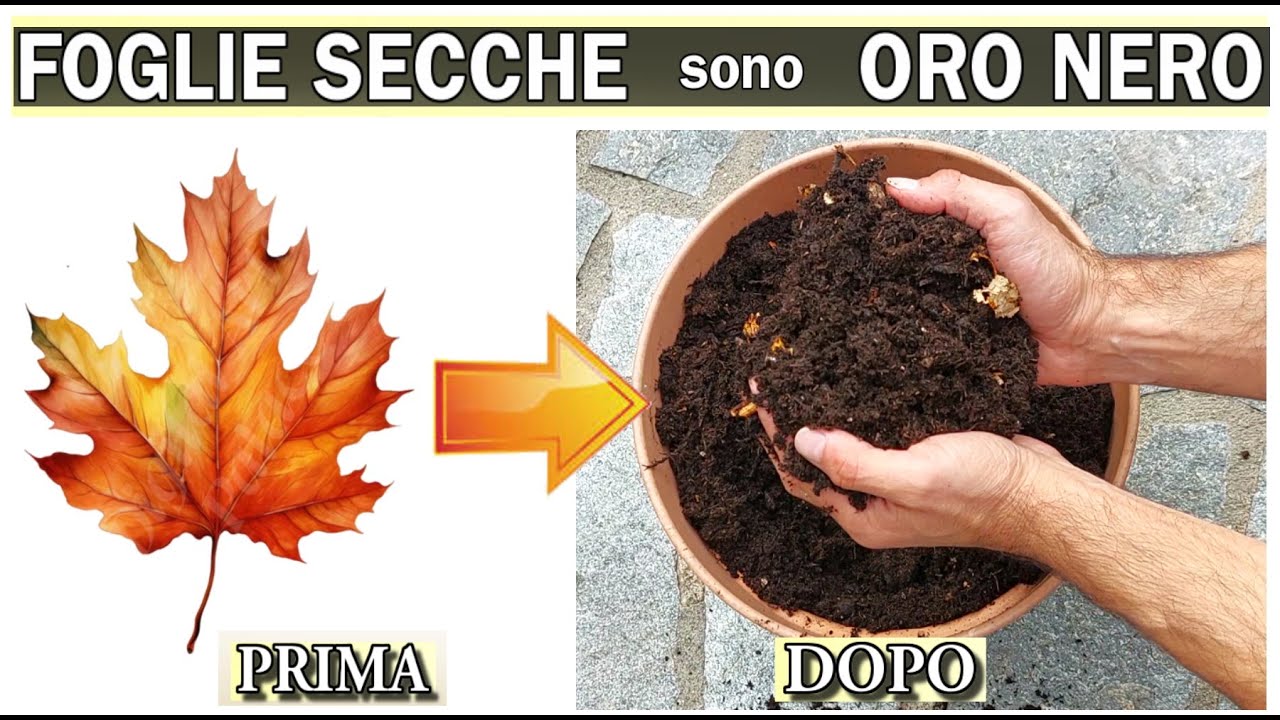 FOGLIE SECCHE? TRASFORMALE IN ORO NERO! IL TRUCCO GENIALE PER USARE LE FOGLIE CHE CADONO IN AUTUNNO