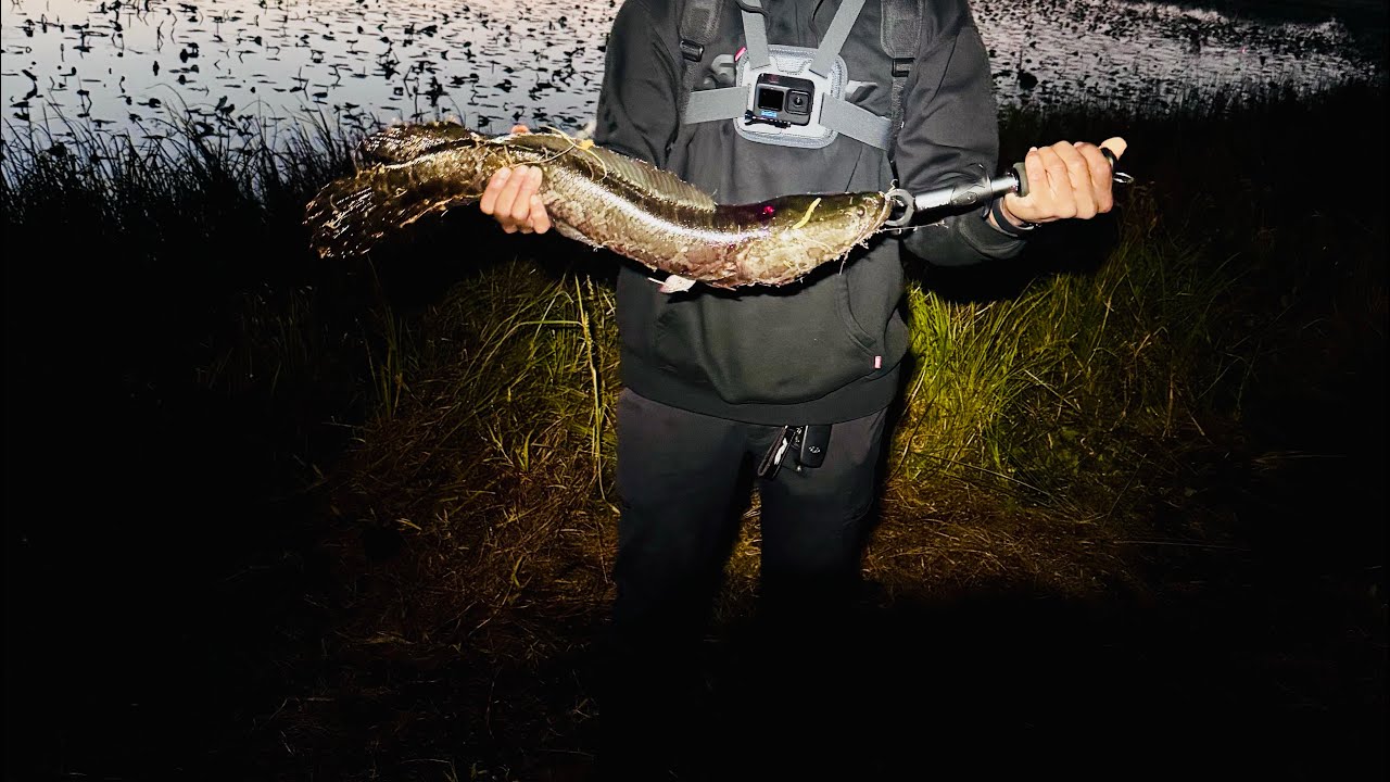 2 week hunt for my first snakehead 🎣🫡