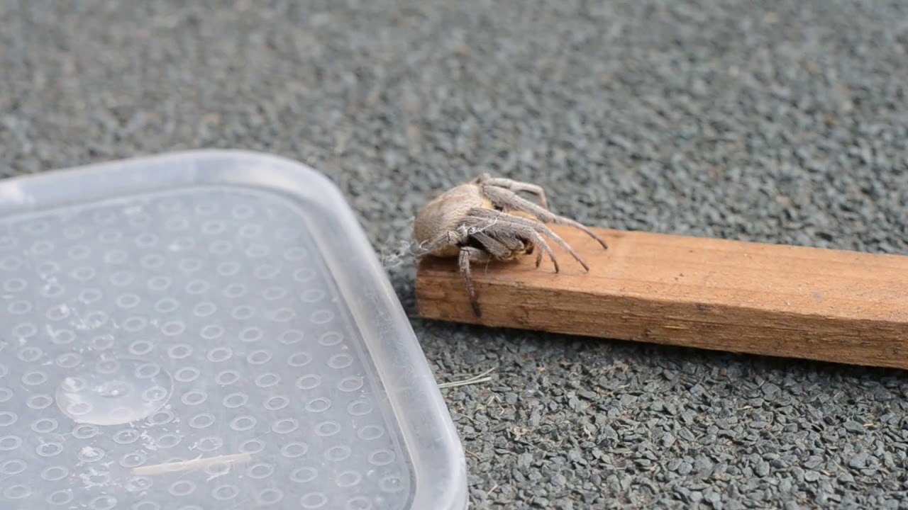 Creature Feature: Bolas Spider from my backyard