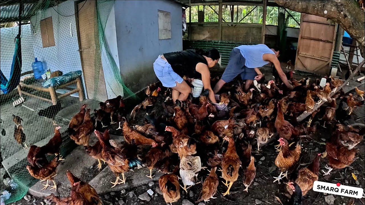 Chicken RiR farming 
