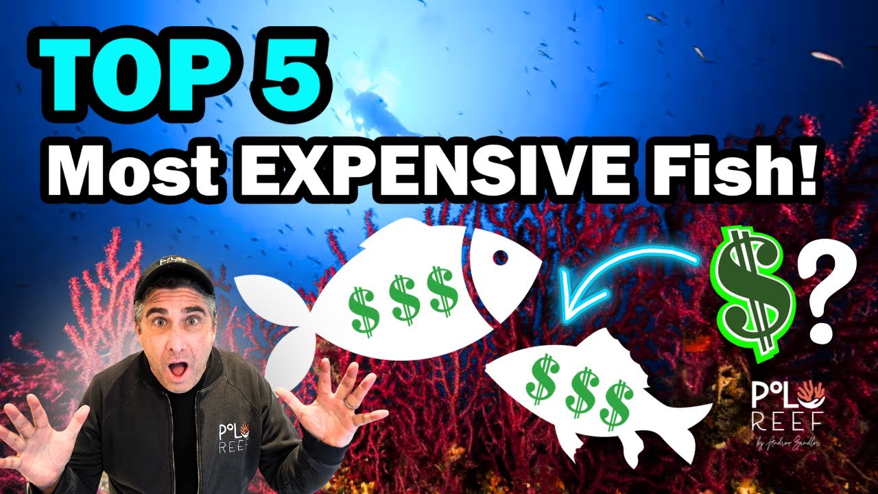 Top 5 most EXPENSIVE fish