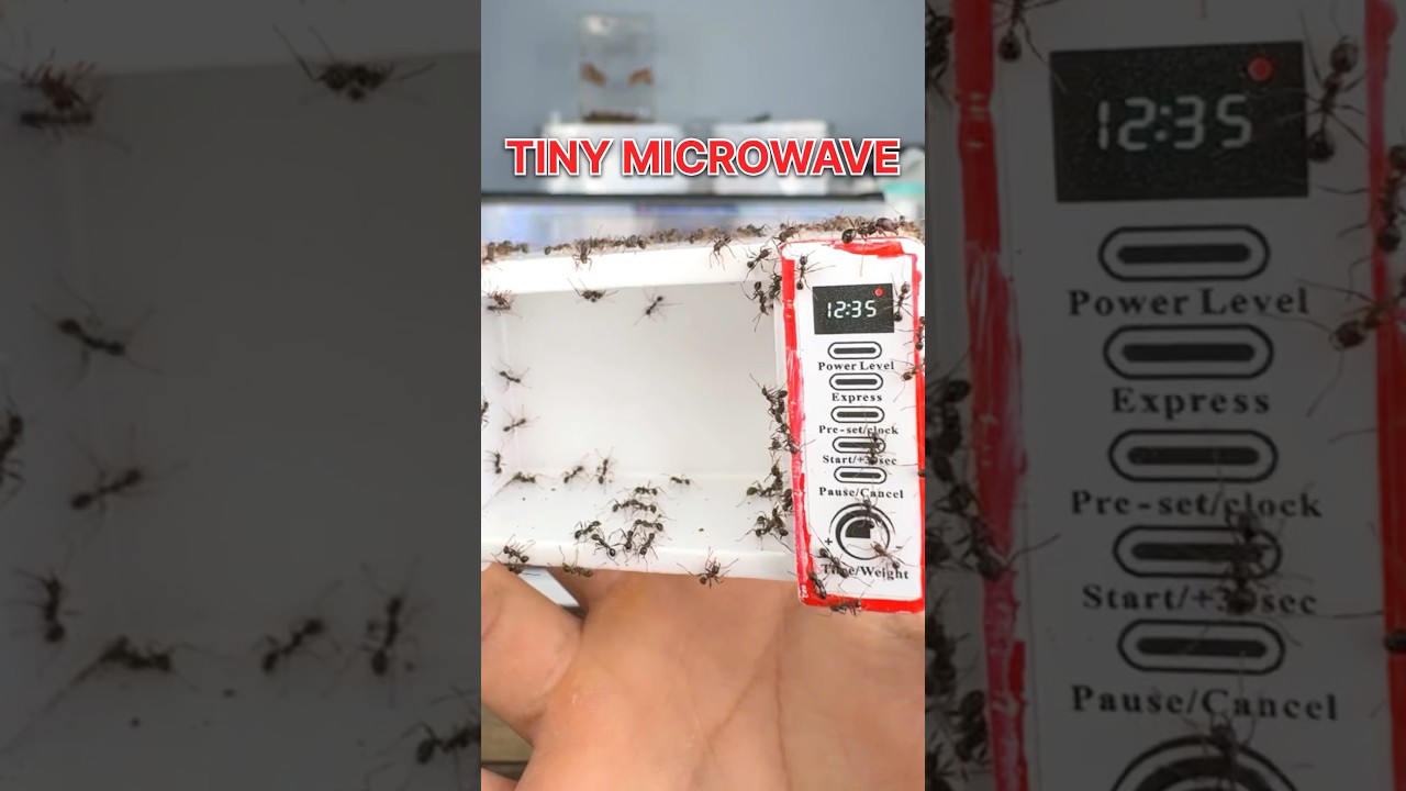 I GAVE my ANTS a TINY MICROWAVE!!