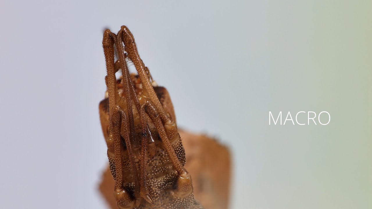 MACRO / Mysterious Creature shot on Lumix DMC-FZ2000 / FZ2500 / Marumi DHG +3 Achromat / 4K