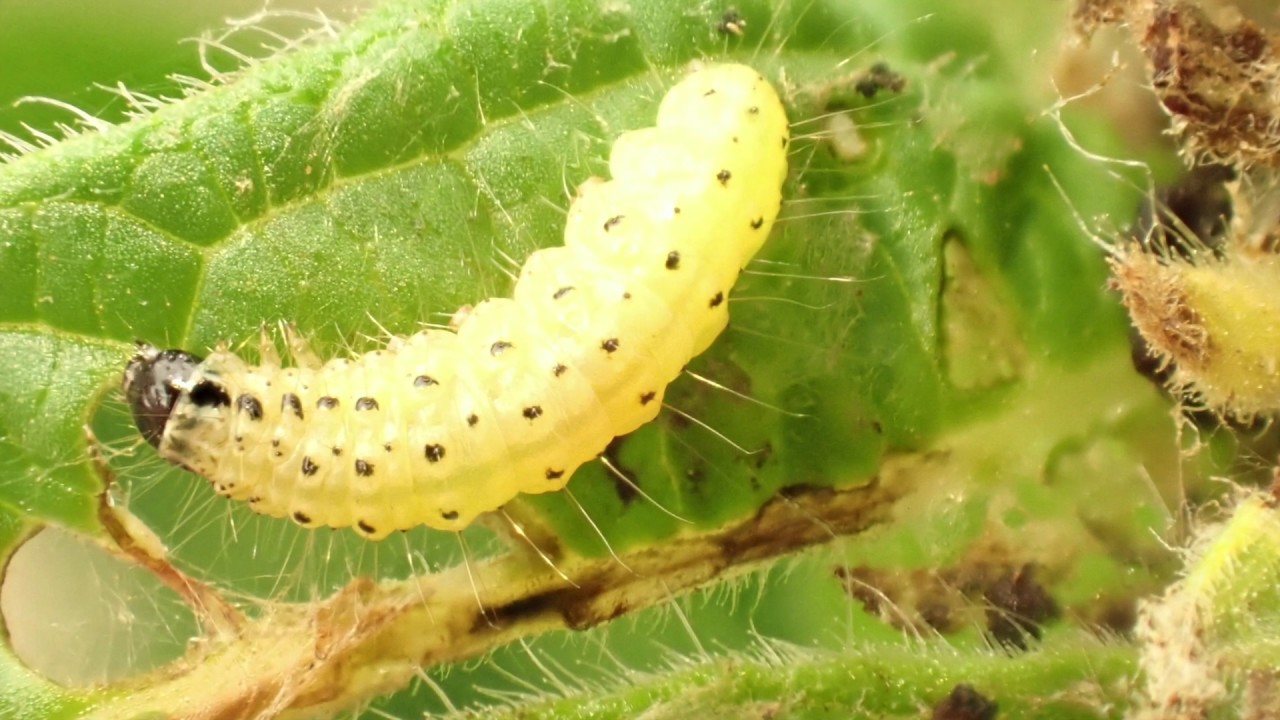 Sesame Leafroller
