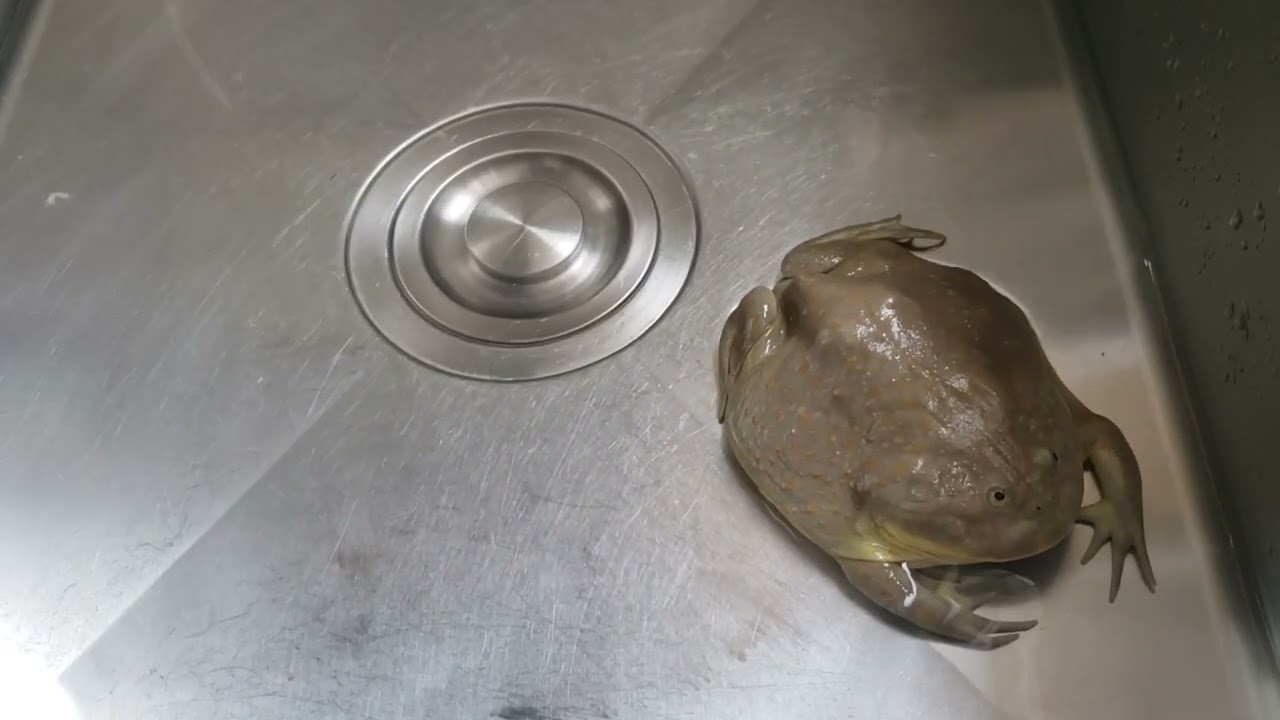 Budgett's Frog : When I wash Fatti's tank ~