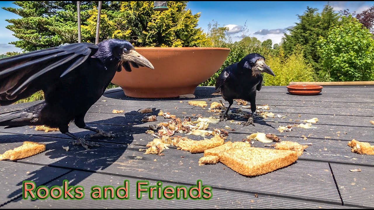 How to attract - Rooks - Magpies - Jackdaws - Carrion Crows