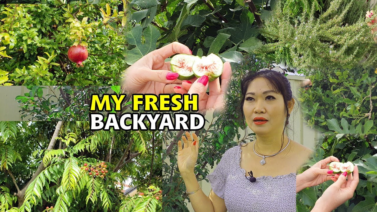 How To Find The Cooking Ingredients From My Backyard | Thida Cooking Show | Melbourne Australia