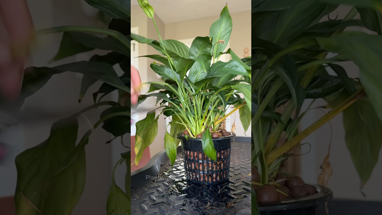 A silent peace lily change from soil to Leca #plants #plantcare #planttips