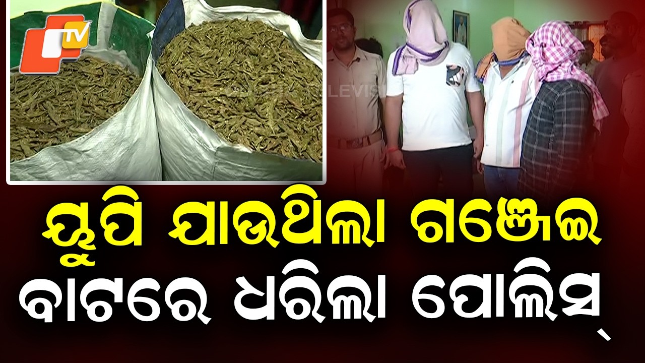 Major Ganja Seizure in Sambalpur: Excise Dept Busts Smuggling Racket, Seizes 341 Kg Ganja, Arrests 4