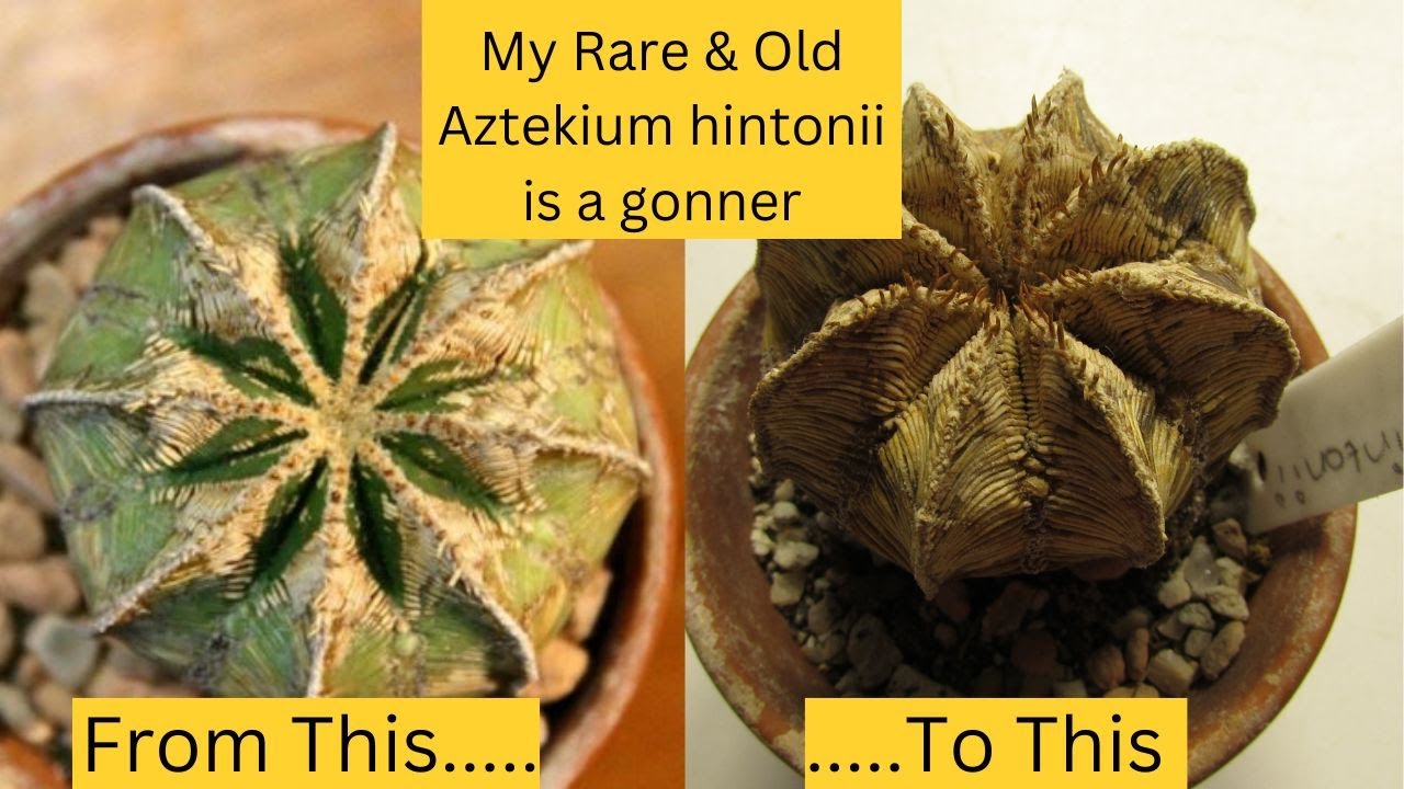 My RARE & old Aztekium hintonii Cactus is a GONNER #cactus #cacti