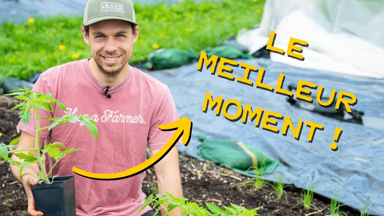 Quand planter ses tomates au jardin potager ? 🍅🌱