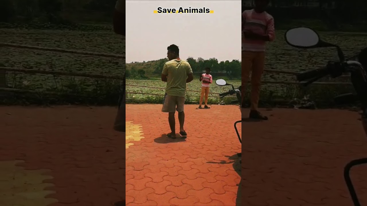 कछूये को बचाया और तालाब मे छोडा #viralvideo #shorts #tortoise #saveanimals#savetortoise