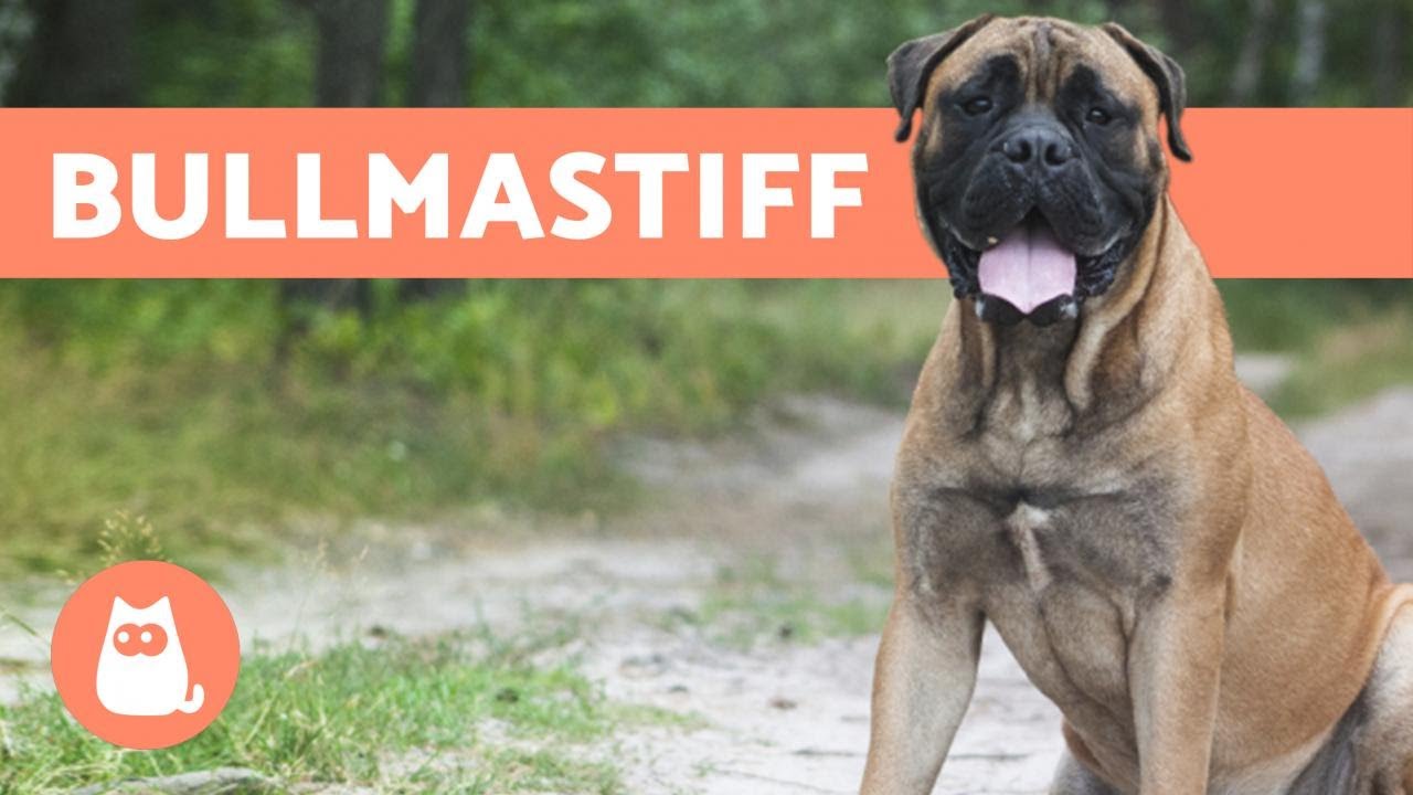 Raza de perros BULLMASTIF - Origen, Características y Temperamento