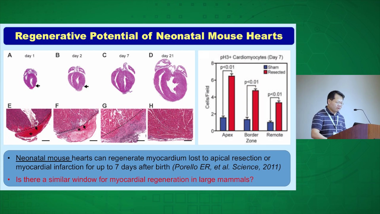 Cardiomyocyte Cell Cycle & Regeneration