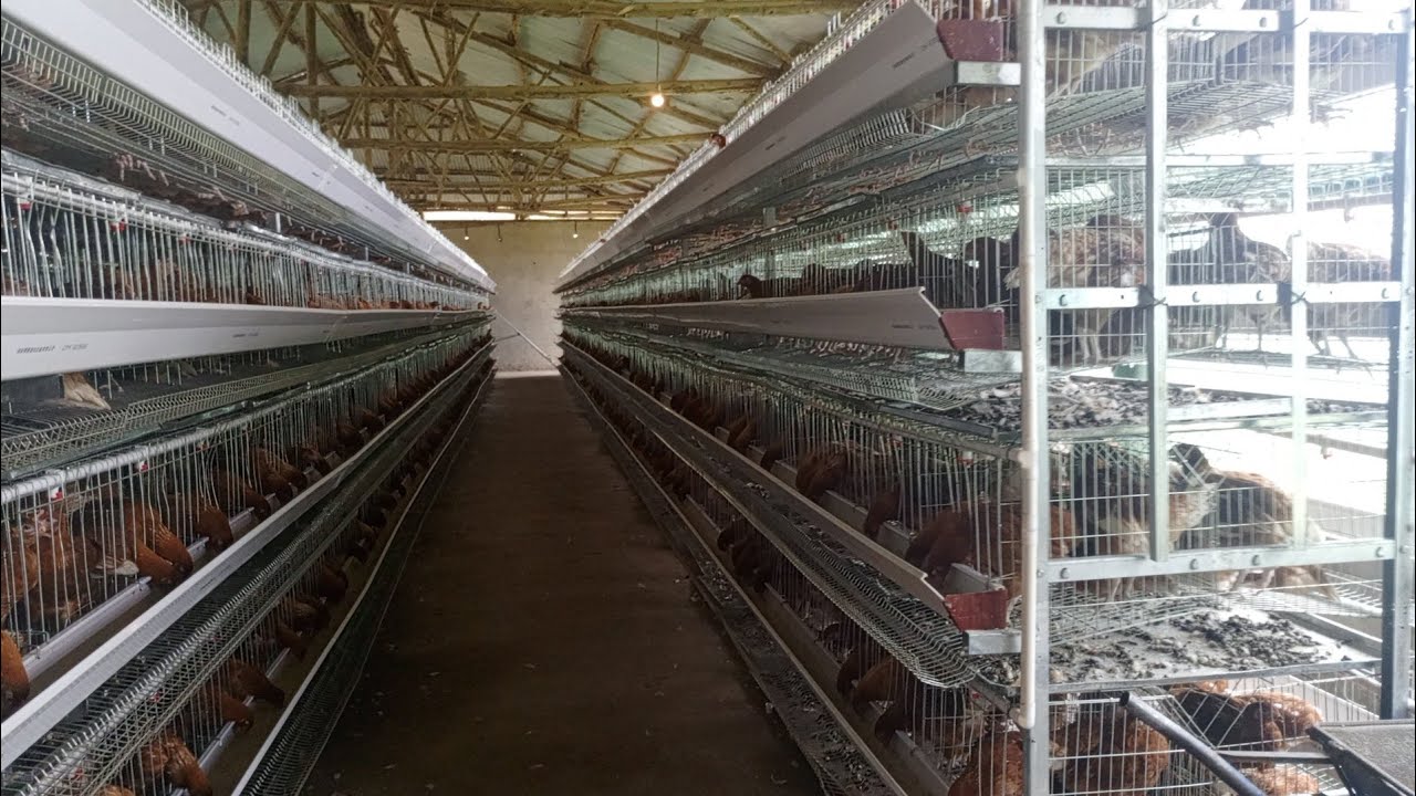 WHY YOU SHOULD  CHOOSE H-TYPE CAGE OVER A-TYPE