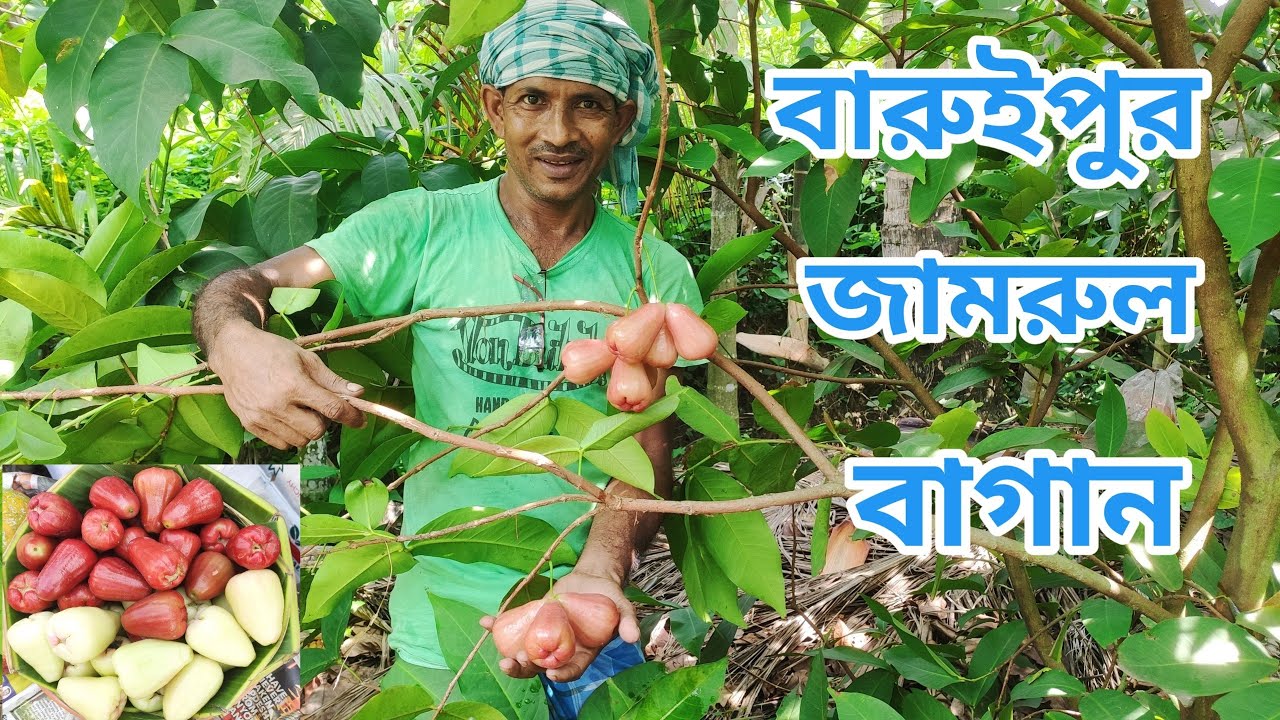 Season এর শেষ জামরুল খেতে অসাধারণ।