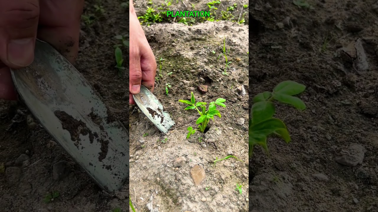 Weeding and Hoeing: An Essential Step in Crop Care#shortsfeed #agriculture #shorts