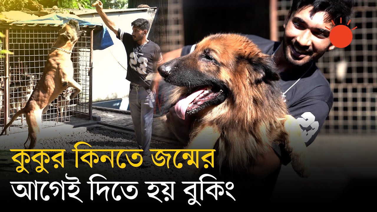 ঢাকায় গড়ে উঠেছে কুকুর বিক্রির খামার, পাওয়া যায় প্রশিক্ষিত শেফার্ড ও ম্যাসটিভ | Dog Farm Bangladesh