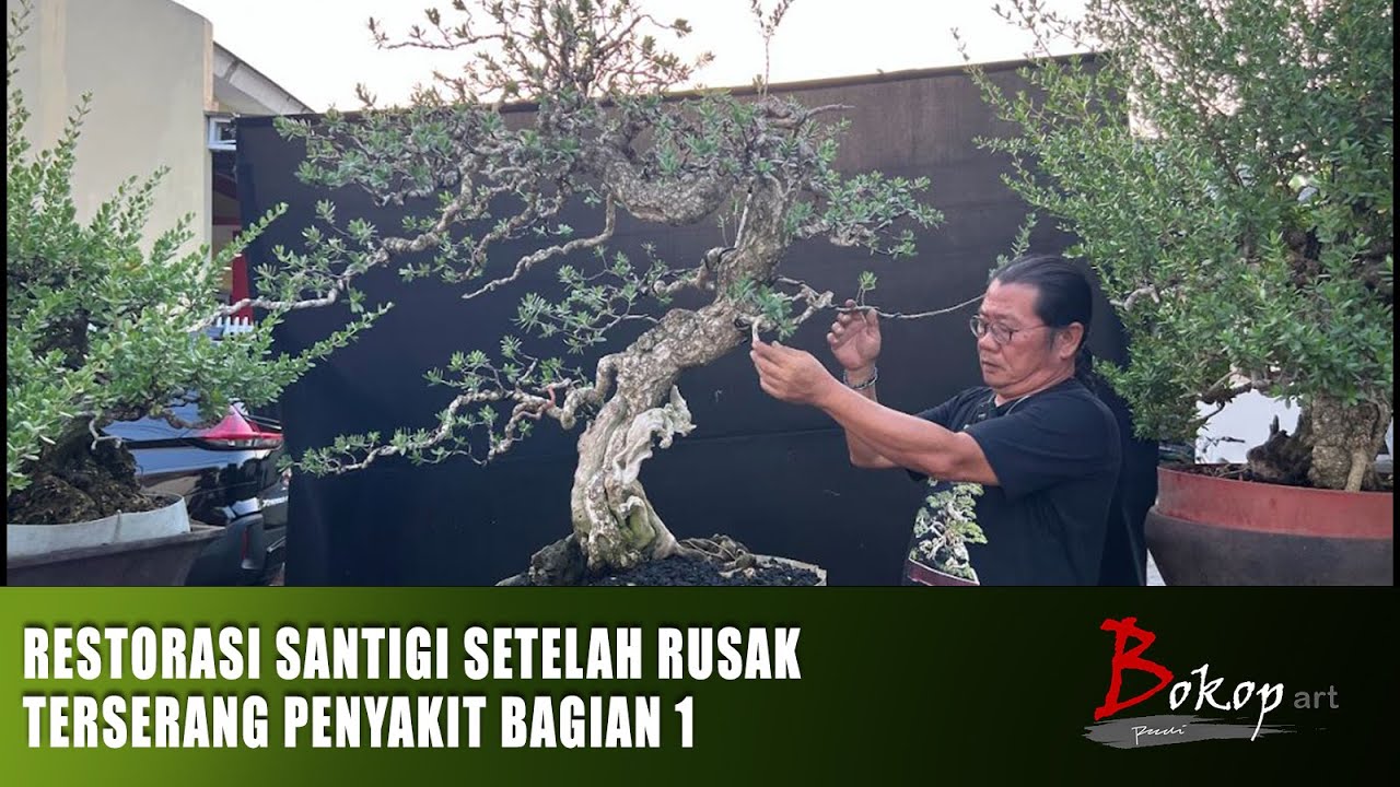 RESTORASI SANTIGI SETELAH RUSAK TERSERANG PENYAKIT bagian 1