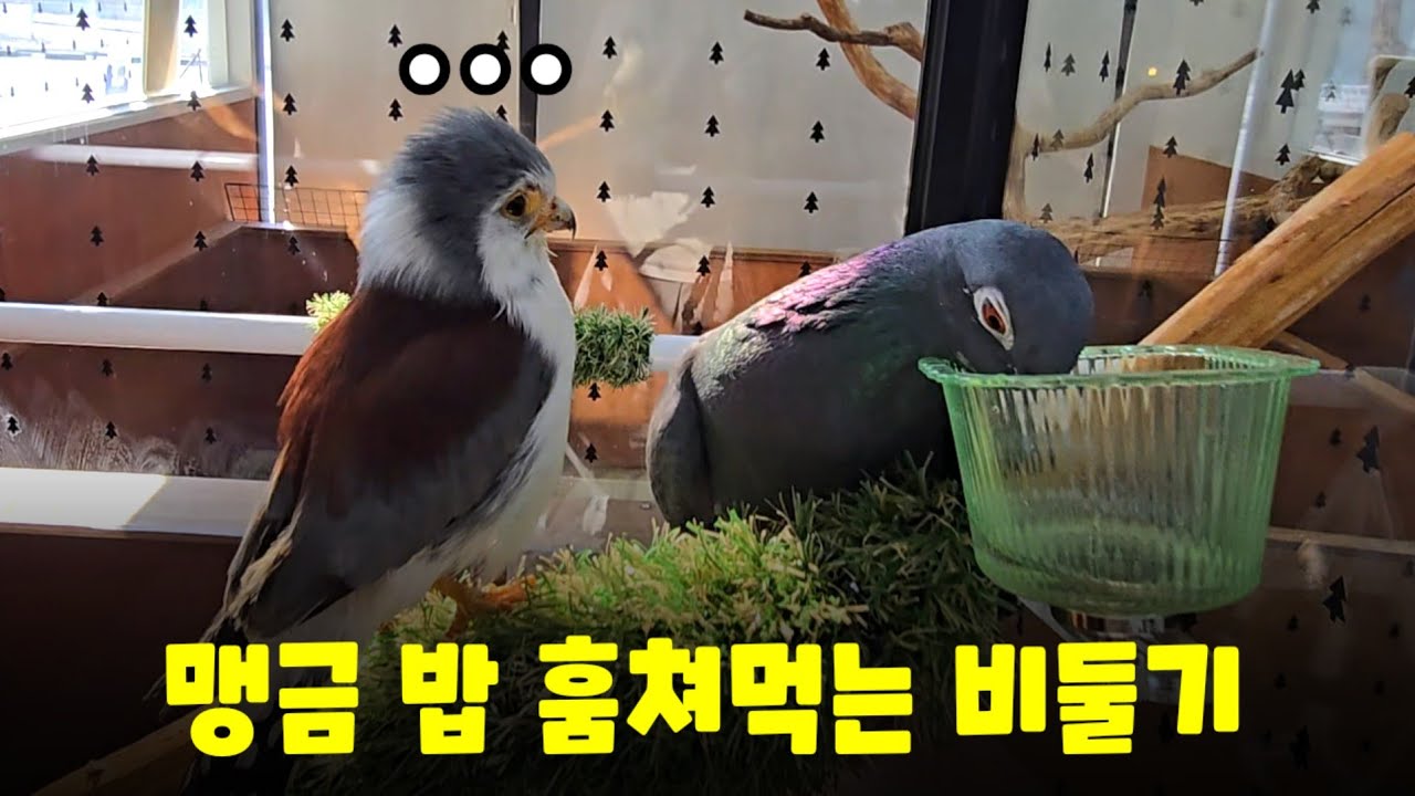 맹금과 비둘기가 만났는데 세상에 이런일이??
