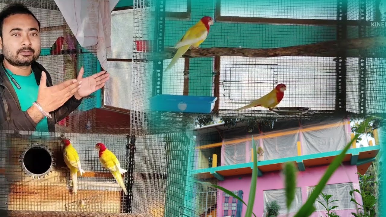 My Lutino rosella bird setup