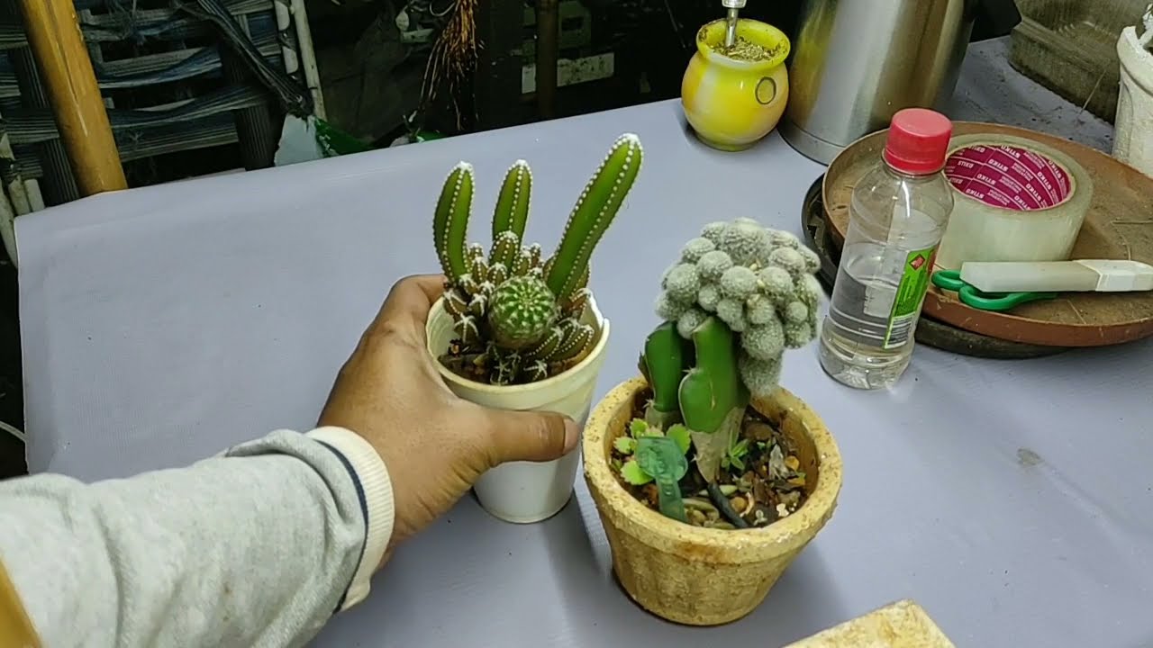 Injertos de cactus